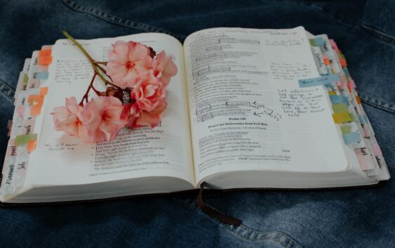 pink petaled flower on book
